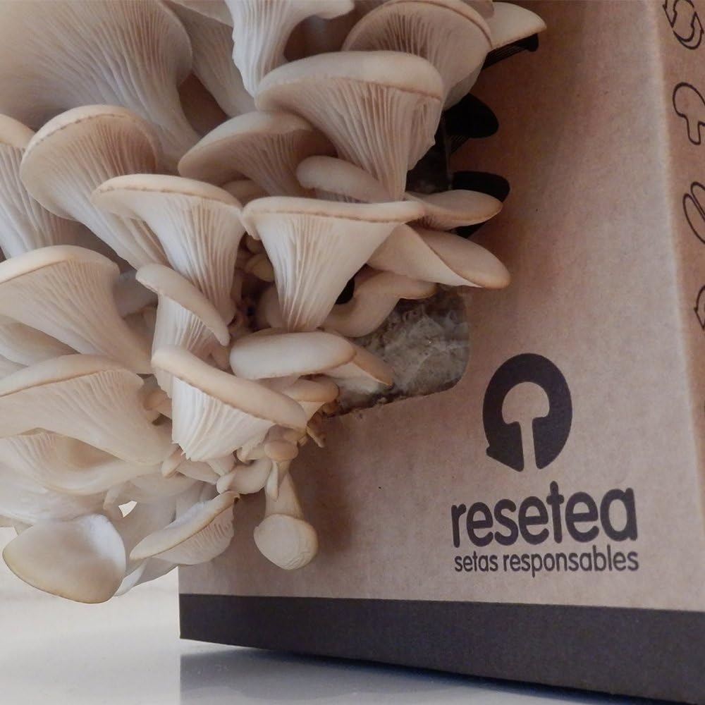 Imagen de Kit Cultivo de Setas en Casa | Setas Ostra Gourmet Listas en 15 Días | Cultiva Tus Propias Setas Frescas | Regalo Original para Foodies, Cocineros y Amantes de la Cocina | Fácil y Rápido