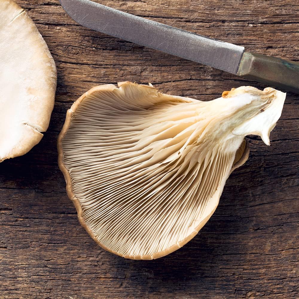 Imagen de Kit Cultivo de Setas en Casa | Setas Ostra Gourmet Listas en 15 Días | Cultiva Tus Propias Setas Frescas | Regalo Original para Foodies, Cocineros y Amantes de la Cocina | Fácil y Rápido