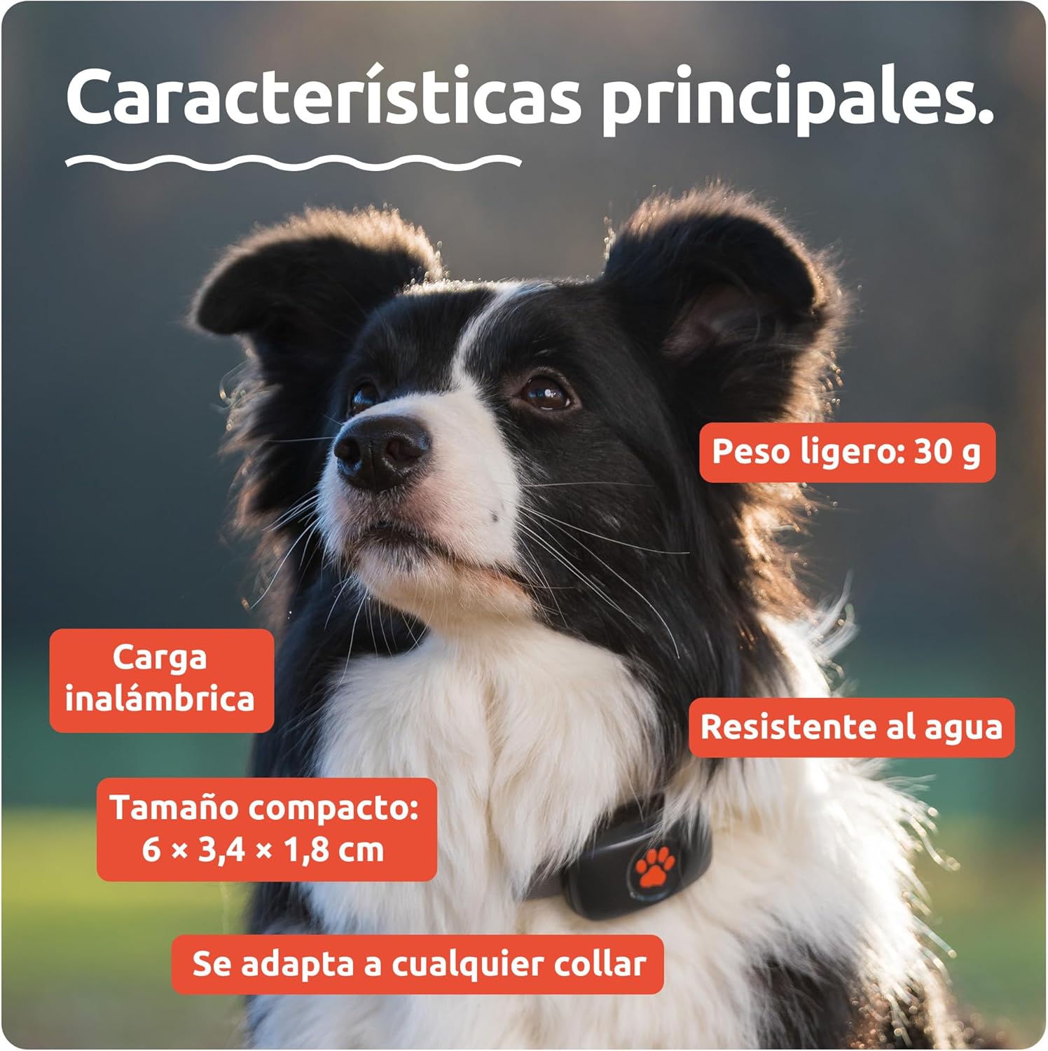 Imagen de PitPat Localizador GPS Perros - Sin Suscripción - Rastreador De Actividad Inteligente, Rastreo Vía Satélite con Alcance Ilimitado - Rastreador De Mascotas 100% Impermeable (Negro)