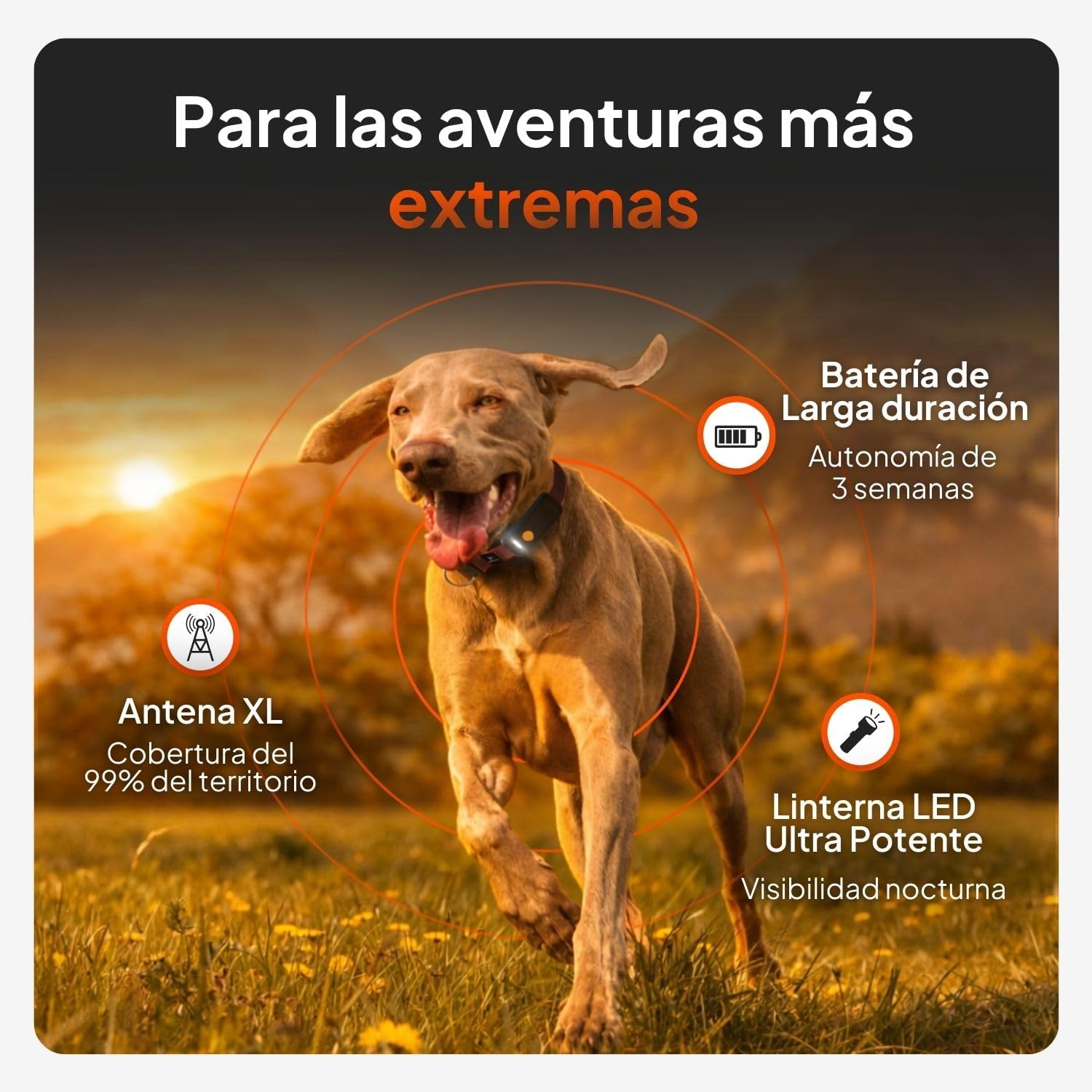 Imagen de Weenect Dog XT - Nuevo Collar GPS para Perros | Antena XL | Impermeable | Collar Rojo Ultra-Resistente Integrado Julius-K9 | Garantía de por Vida | Suscripción requerida